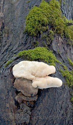 BB 05 0368 / Spongipellis spumea / Skumkjuke